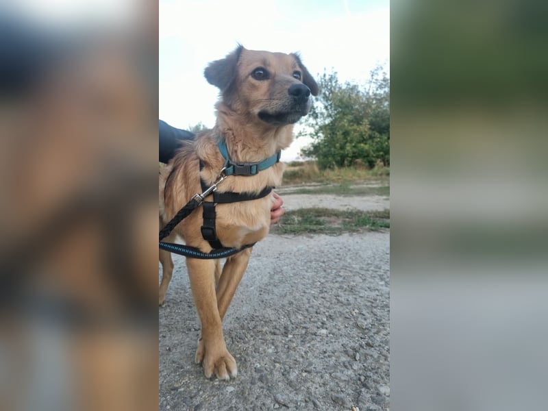 ARMANI, schüchterne Frohnatur, 1 Jahr, 43 cm, Mischling, Tierschutz Rumänien