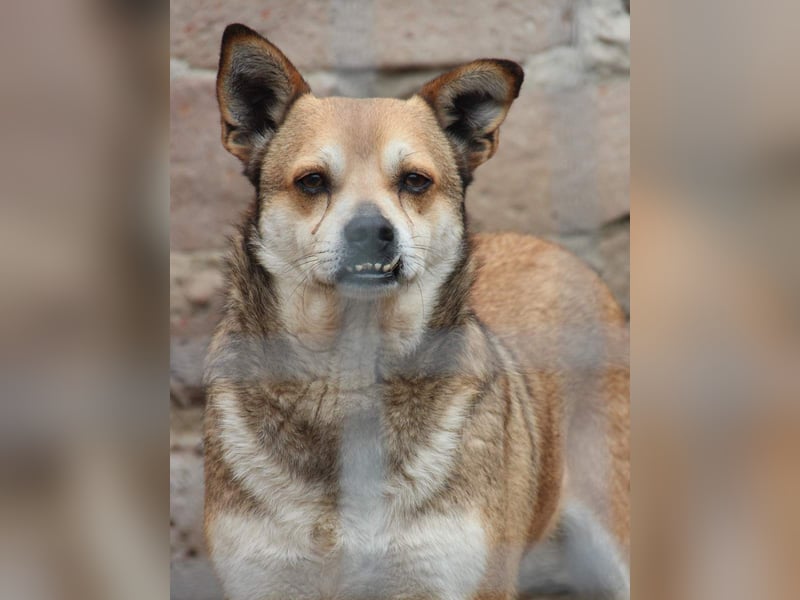 ⭐️KODA⭐️, vorsichtiger Rüde, 4,5 Jahre, 45 cm, Mischling, Tierschutz Rumänien