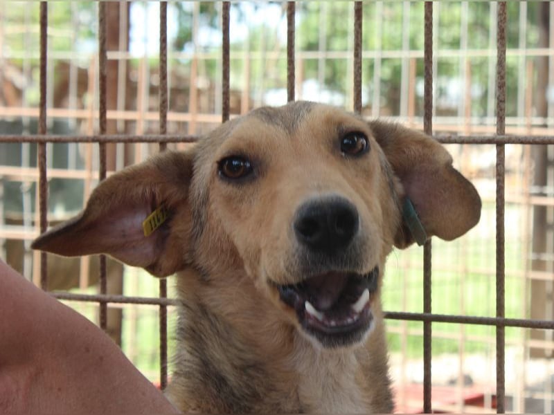 ♥QUERIDO♥ wunderschöner, zarter, etwas zurückhaltender Schatz 49 cm