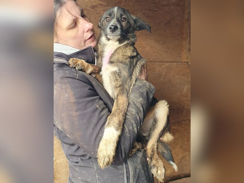 ♥CLARA♥ niedliche, verspielte Junghündin, die aktuell zu dünn ist - mittelgroß