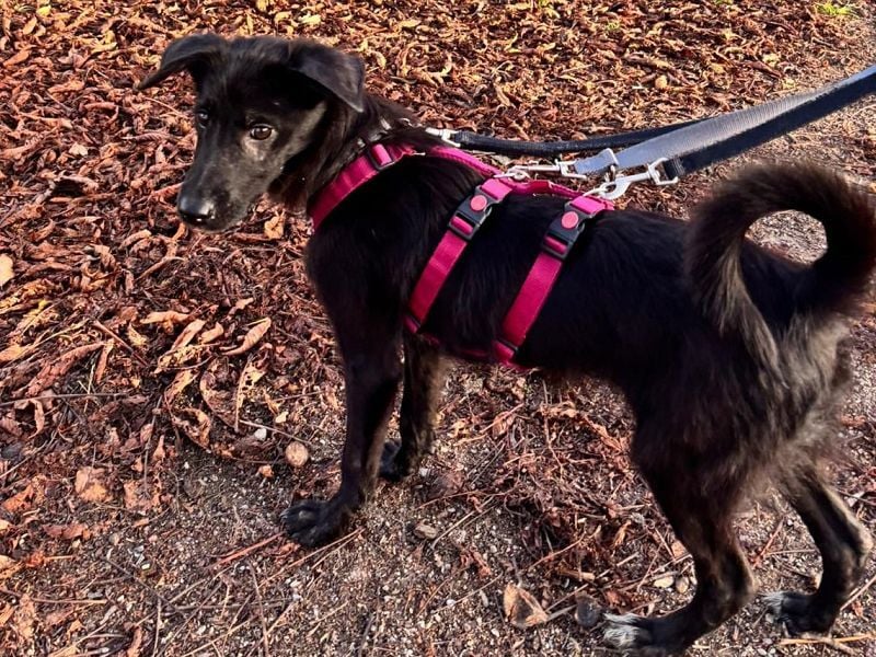 ♥CHICO♥ auf Pflegestelle in Köln - zuckersüßer, verschmuster, sanfter Junior 49 cm