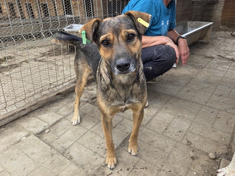 ♥BEN♥ Traumhund mit wundervollem Charakter, der auf seine Menschen wartet 49 cm