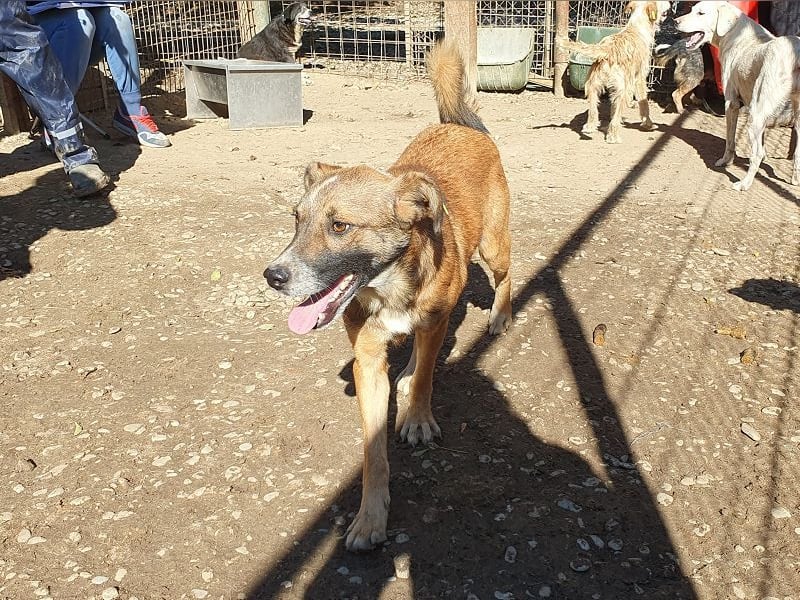 ♥NICO♥ verschmuster, sehr menschenbezogener, aufgeschlossener hübscher Rüde 47 cm