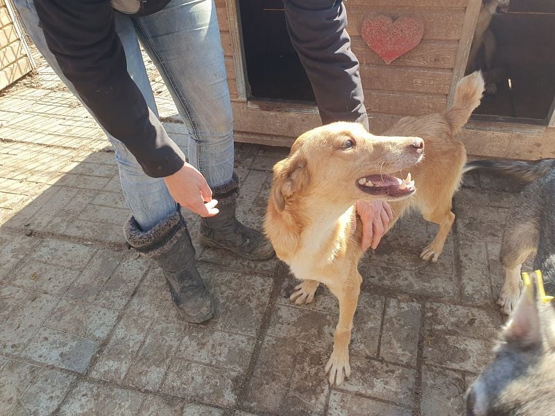 ♥SANTOS♥ anhänglicher, fröhlicher, aktiver, ganz toller Rüde 44 cm