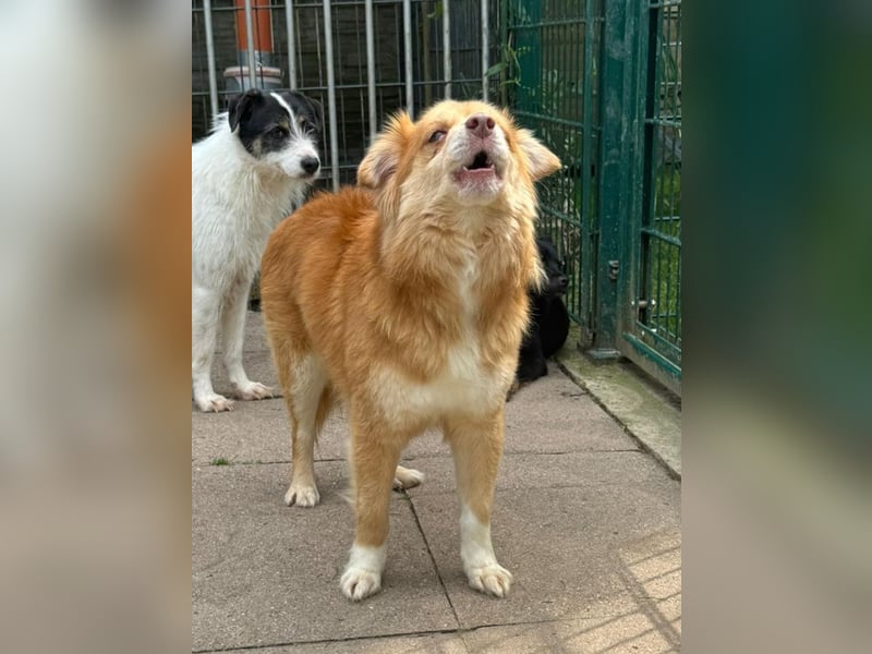 ♥BENNY♥ auf Pflegestelle bei Köln - süßer, ganz menschenbezogener Rüde 42cm