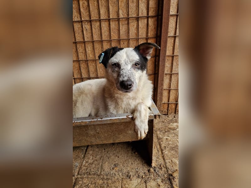 ♥KOBOLD♥ hübscher, sehr lieber Rüde 45 cm - wer schenkt ihm ein Zuhause?