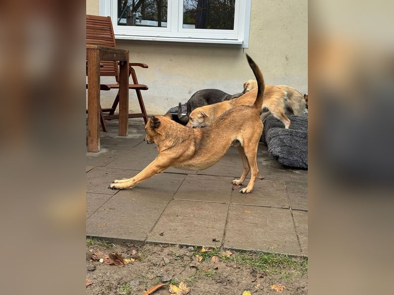 ♥AXEL♥ auf Pflegestelle bei Köln - verschmuster, sehr menschenbezogener Traumhund 48 cm