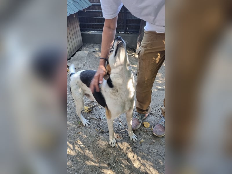 ⭐PICCOLO⭐, Rüde, 1,5 Jahre, 45 cm, Mischling, Tierschutz Rumänien