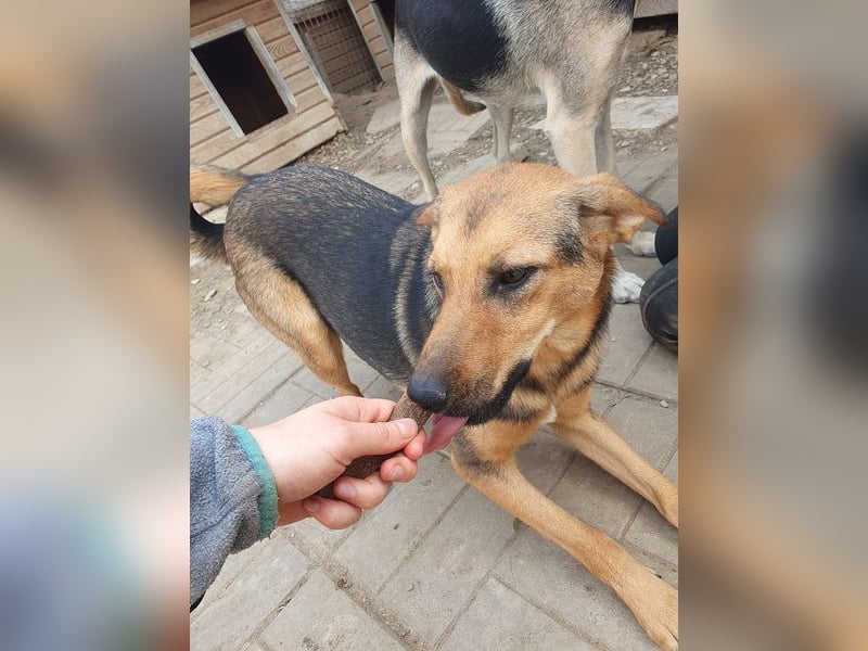 ♥MALAIKA♥ wunderschöne, fröhliche, aktive Hündin mit ganz viel Charme 50 cm