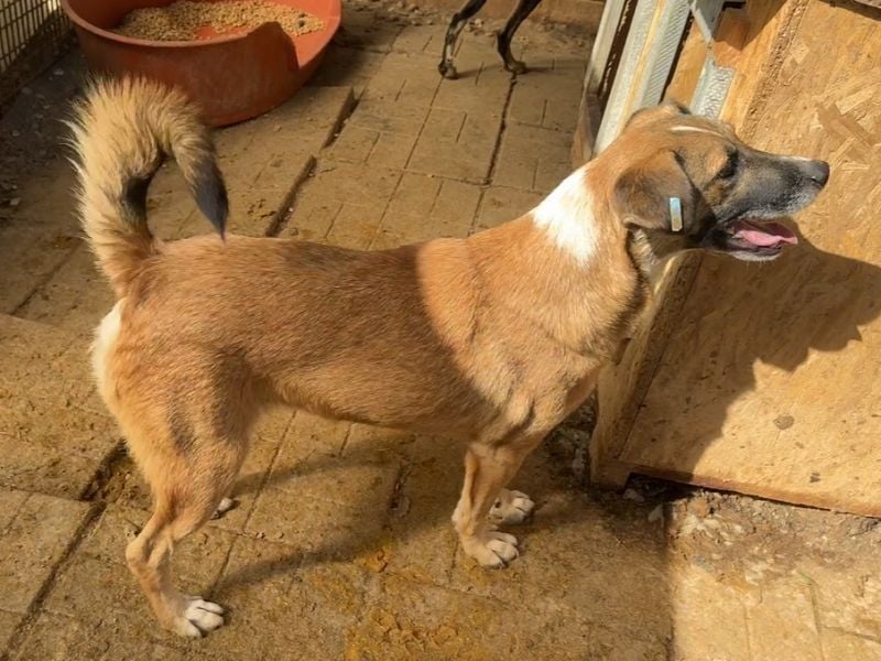 ♥NICO♥ verschmuster, sehr menschenbezogener, aufgeschlossener hübscher Rüde 47 cm