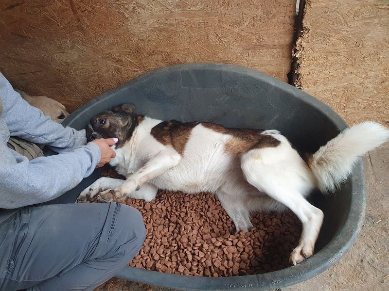 ♥LUCA♥ wunderschöner, total verschmuster, sehr menschenbezogener, sportlicher Junior 42 cm