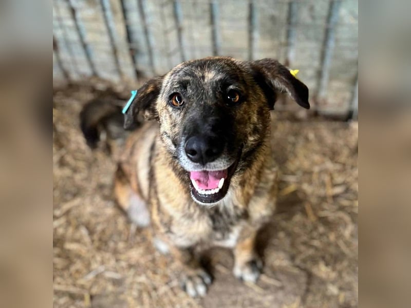 ♥JOELINA♥ super liebe, verschmuste hübsche gestromte Hündin 49 cm