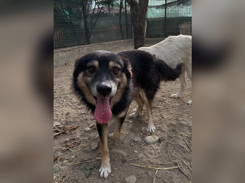 ⭐️SAERO⭐️, idealer Familienhund, Rüde, 4,5 Jahre, 46 cm, Mischling, Tierschutz Rumänien