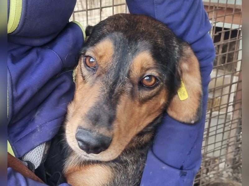 ♥GAROU♥ wunderschöner rotbraun-schwarzer, anhänglicher Rüde mit unglaublicher Lebensfreude 50 cm