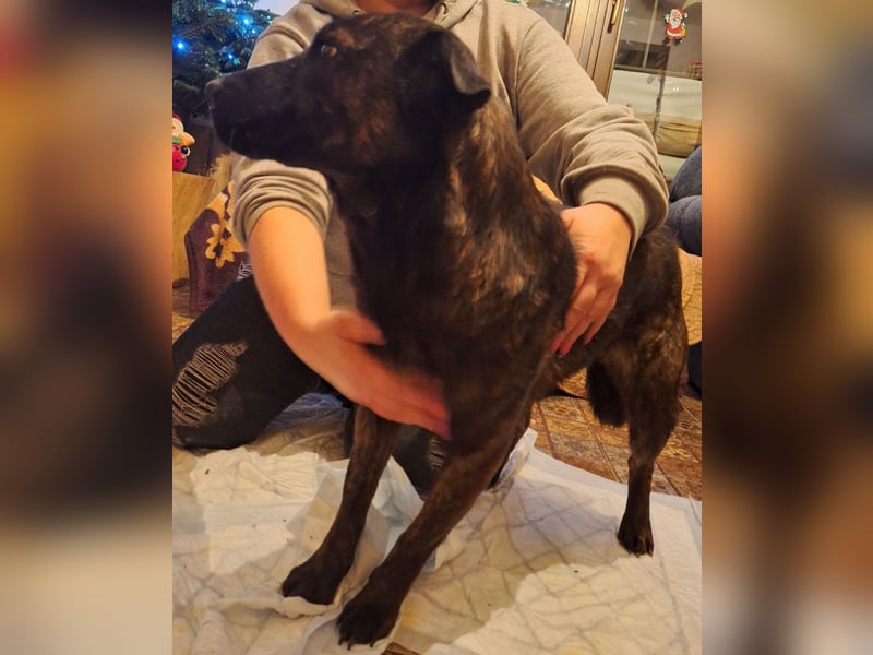 ⭐️ZANA⭐️, Knutschkugel, Hündin, 8,5 Jahre, 45 cm, Mischling, Tierschutz Rumänien