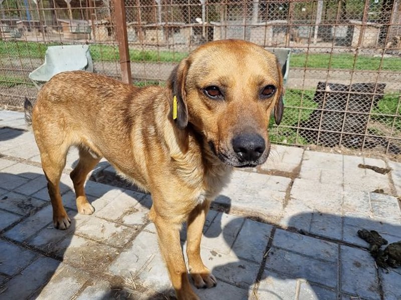 ♥FABIO♥ wunderschöner, aufgeweckter, ganz menschenbezogener Jungspund 49 cm