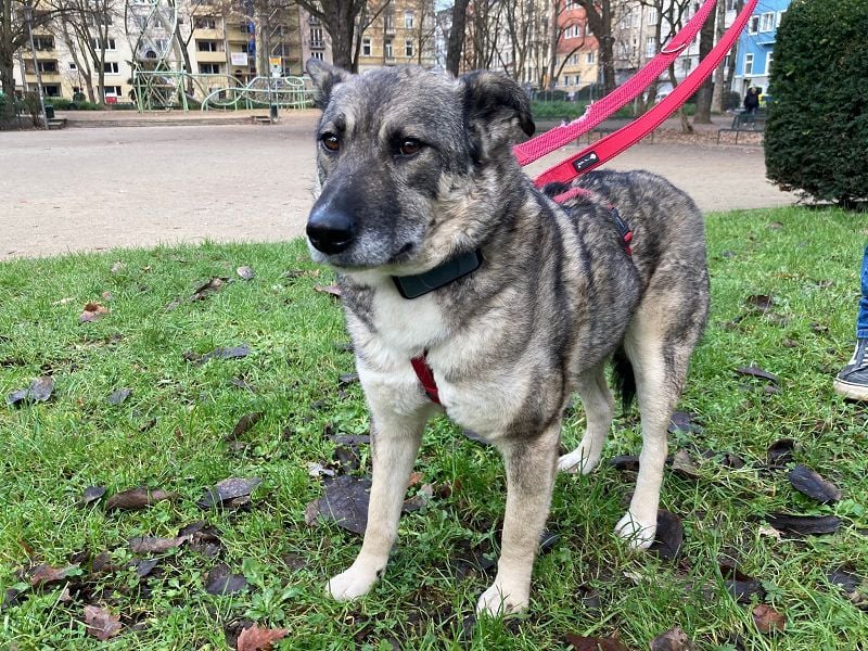 ♥LONKA♥ auf Pflegestelle in Köln - wunderschöne, verschmuste Hündin 42 cm