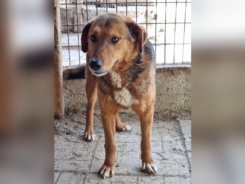 ♥YULANI♥ neu auf Pflegestelle bei Köln - zauberhaftes, echtes Herzensmädchen 50cm