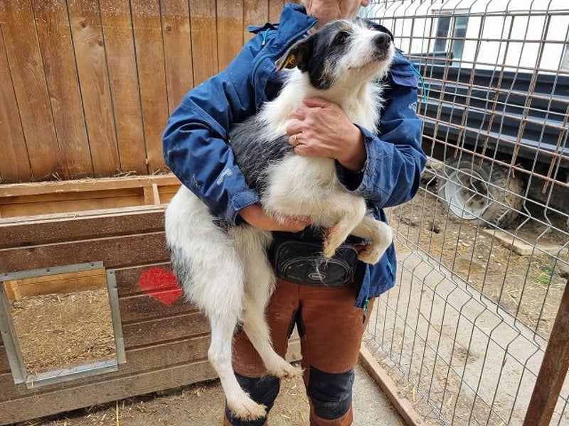 ♥FLORENCE♥ ab 9. Mai auf Pflegestelle bei Köln - bezaubernde, anfangs noch vorsichtige Hündin 48cm