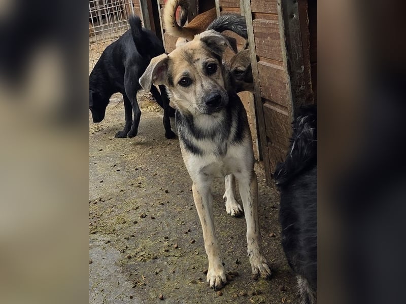 ♥ROXANA♥ wunderschöne, neugierige, liebevolle Juniorin 45 cm