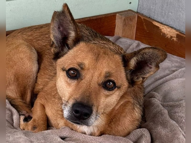 ♥AXEL♥ auf Pflegestelle bei Köln - verschmuster, sehr menschenbezogener Traumhund 48 cm