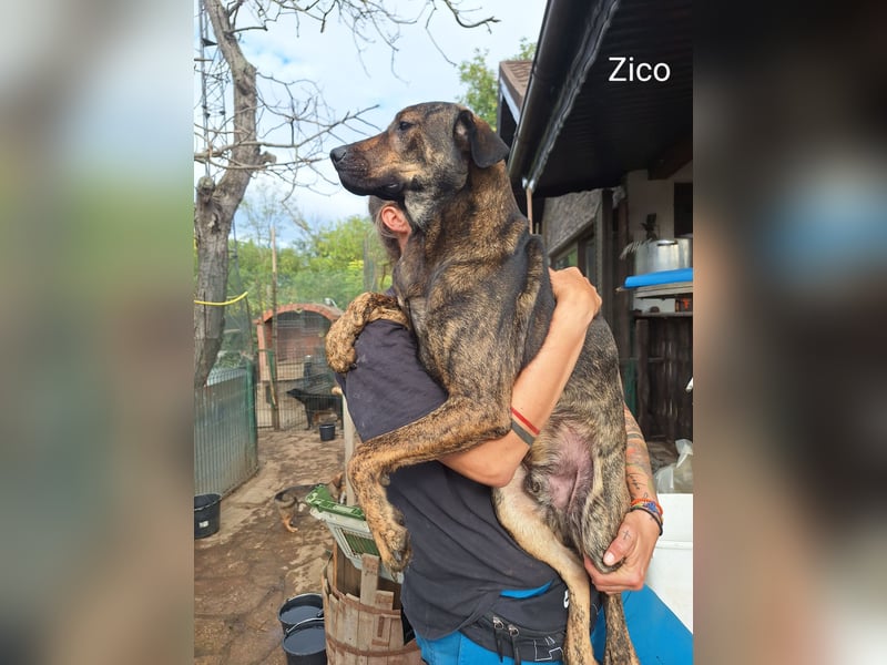 ⭐️ZICO⭐️, besonderes Seelchen, Rüde, 4 Jahre, 48 cm, Mischling, Tierschutz Rumänien