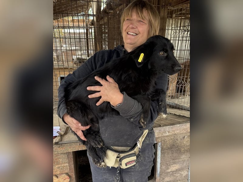 ♥LEA♥ neu auf Pflegestelle in Köln-süße, verschmuste Juniorin mit tiefschwarzem, langen Fell 49cm