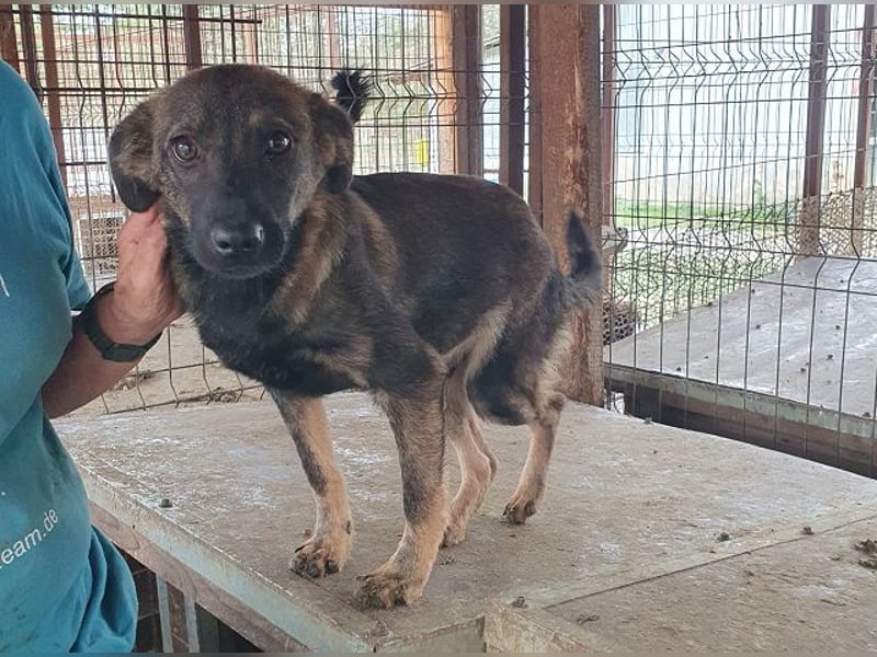 ♥ORLANDO♥ wunderschöner gestromter Jungrüde mit wundervollem Charakter 46 cm