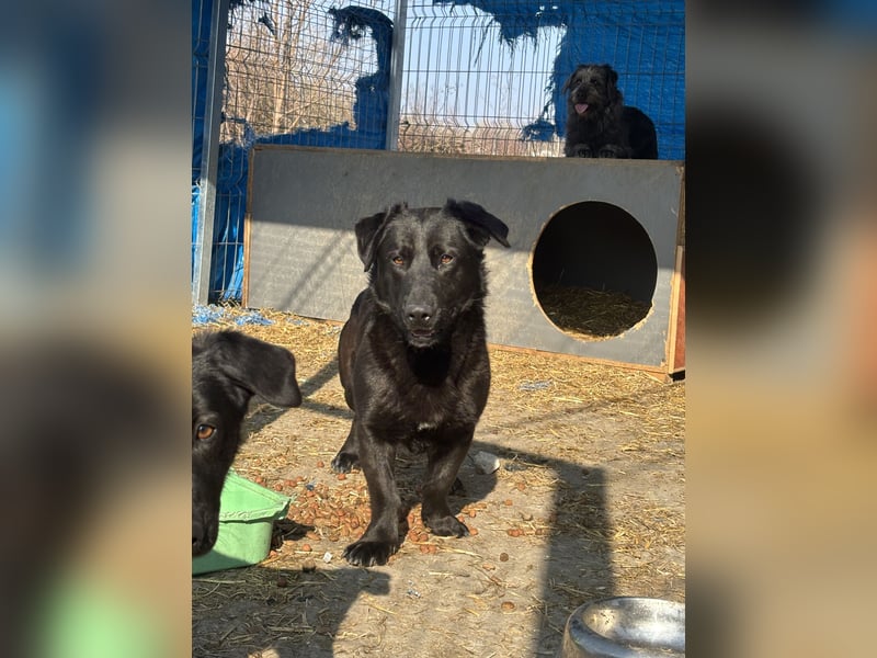 ⭐️COSTEL⭐️, lieber Charakter-Kopf, Rüde, 3,5 Jahre, 42 cm, Mischling, Tierschutz Rumänien