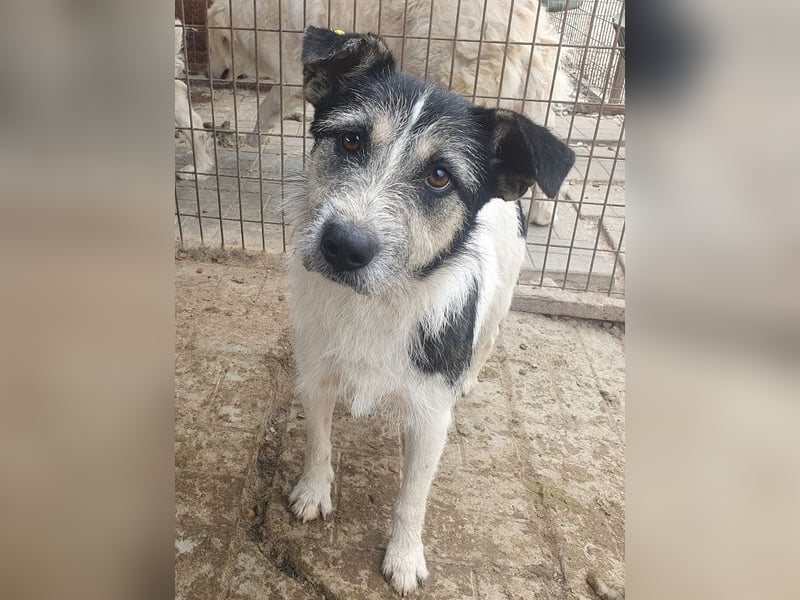 ♥FRIDO♥ süßer, hübscher, neugieriger Hundejunge mit terrierähnlichem Aussehen 49 cm