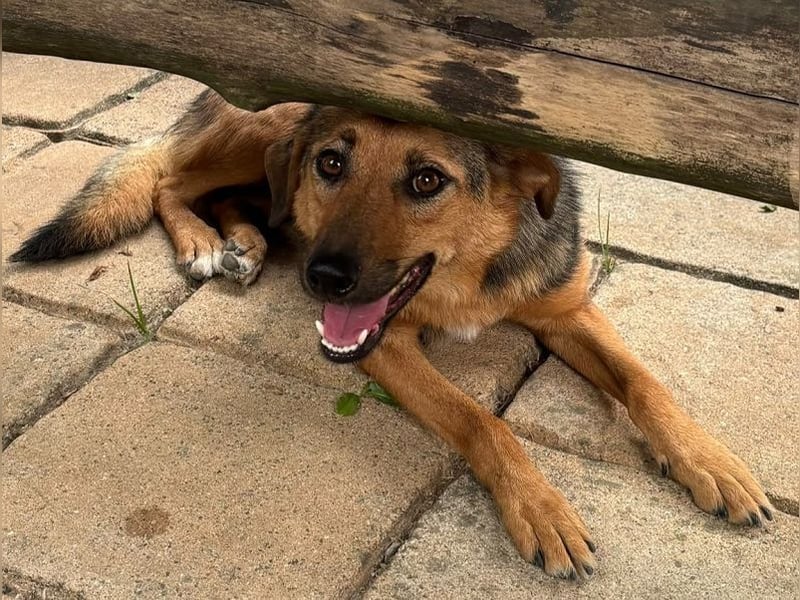 ♥MALAIKA♥ neu auf Pflegestelle in Köln - wunderschöne, ganz liebe, noch etwas unsichere Hündin 50 cm