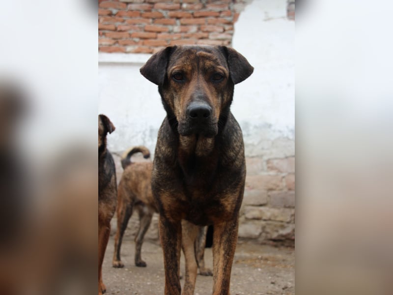 ⭐️ZICO⭐️, besonderes Seelchen, Rüde, 4 Jahre, 48 cm, Mischling, Tierschutz Rumänien