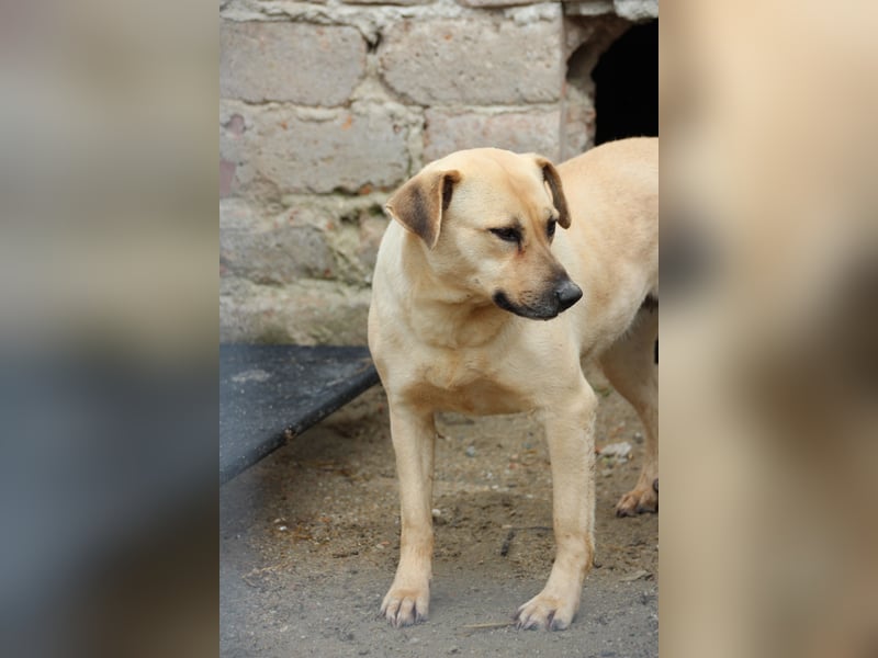 ⭐️MELINA⭐️ verschmuste Hündin, 4 Jahre, 48 cm, Mischling, Tierschutz Rumänien