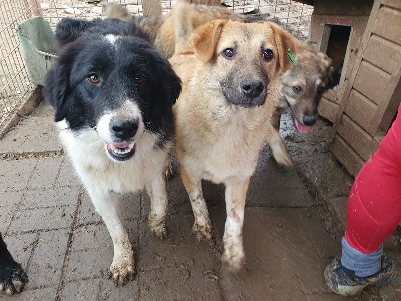 ♥ALESSIA♥ zuckersüße, ganz liebe Junghündin, die viel zu geben hat und kaum etwas erwartet 47 cm