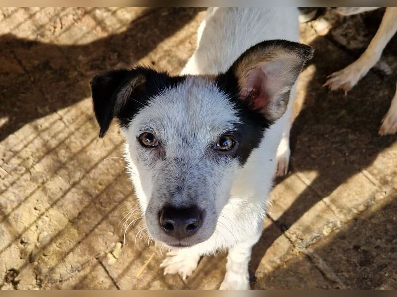 ♥KOBOLD♥ hübscher, sehr lieber Rüde 45 cm - wer schenkt ihm ein Zuhause?