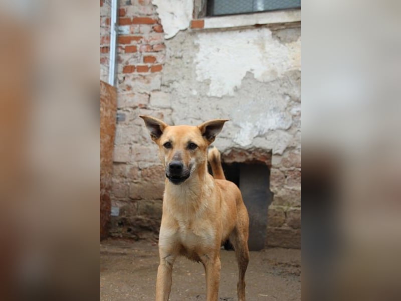 ⭐️PIRA⭐️, sanfte Hündin, 3,5 Jahre, 46 cm, Mischling, Tierschutz Rumänien