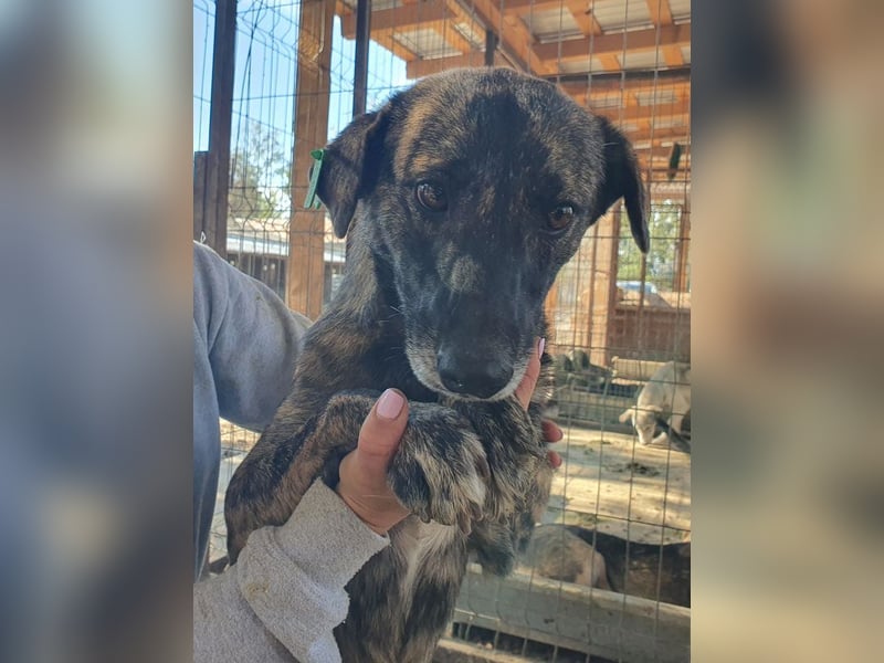 ♥MABLE♥ wunderschöne braun gestromte, ganz liebe, anfangs noch etwas vorsichtige Junghündin 47 cm