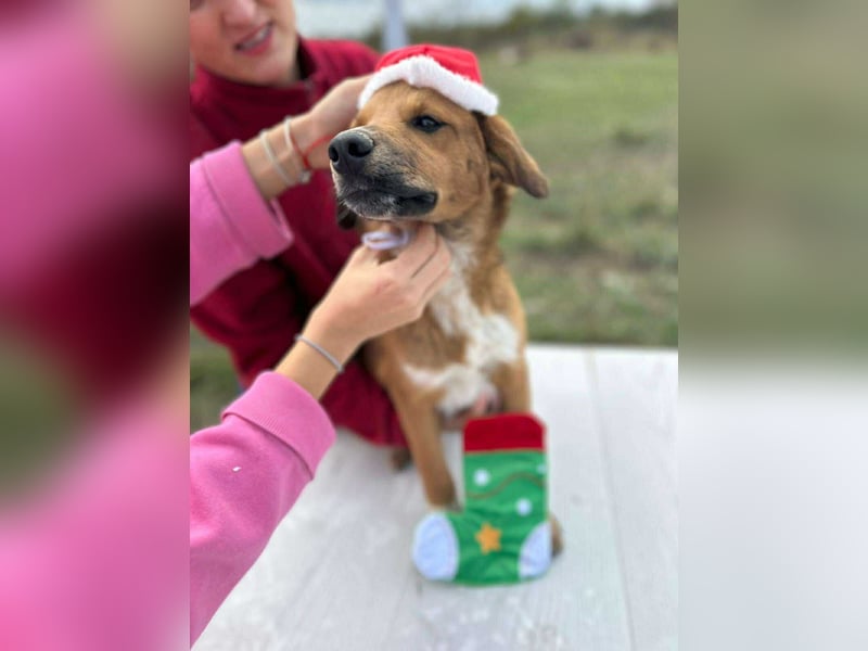 Achtung Zuckerschock! Welpenjunge Moritz