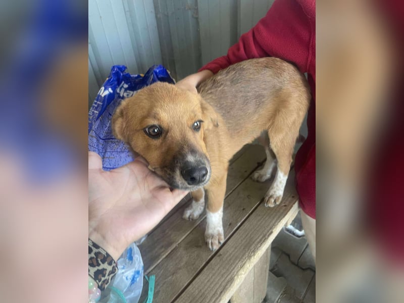 Achtung Zuckerschock! Welpenjunge Moritz