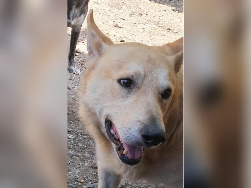 Wunderschöner Spencer