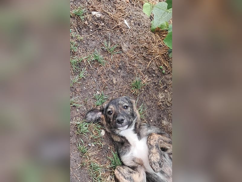 Lara wünscht sich ein Zuhause