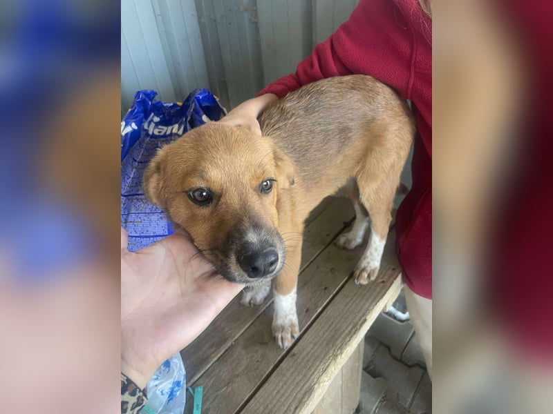 Achtung Zuckerschock! Welpenjunge Moritz