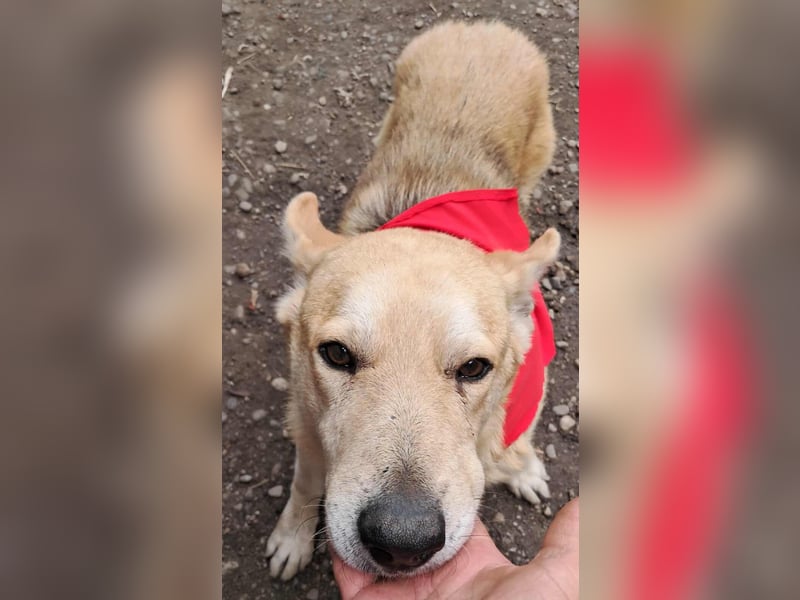 Wunderschöner Spencer