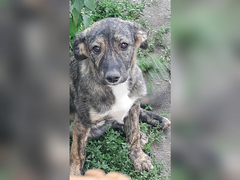 Lara wünscht sich ein Zuhause