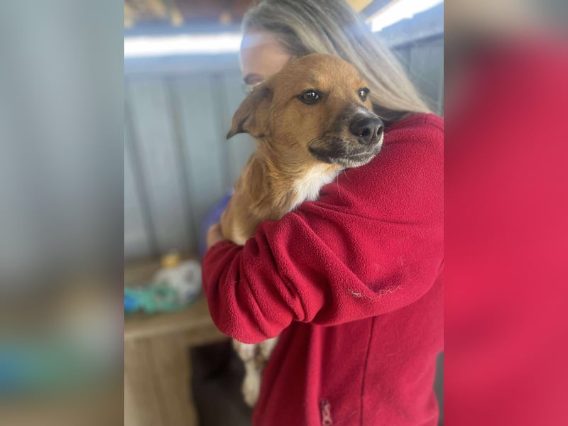 Achtung Zuckerschock! Welpenjunge Moritz