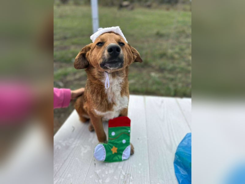 Achtung Zuckerschock! Welpenjunge Moritz