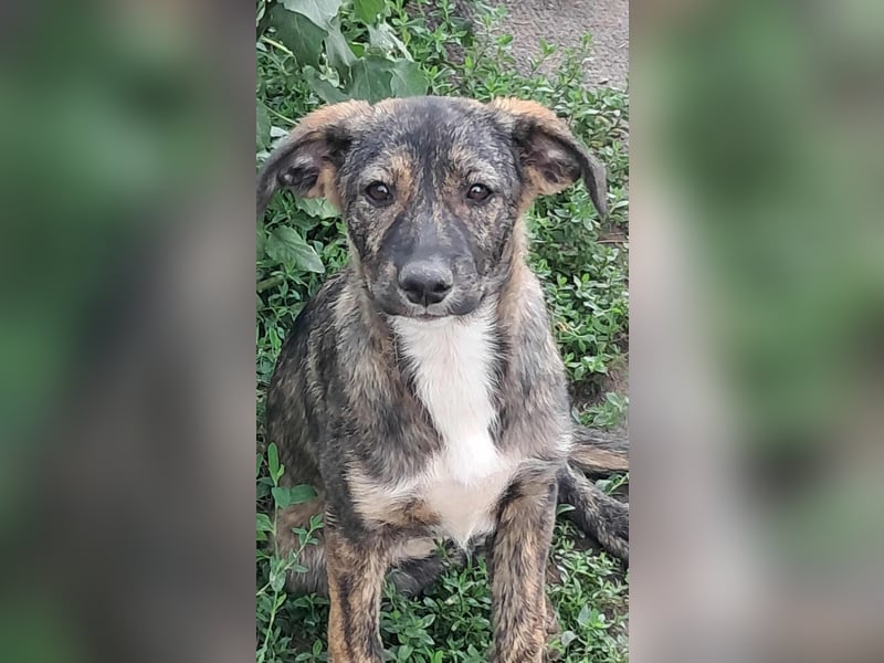 Lara wünscht sich ein Zuhause