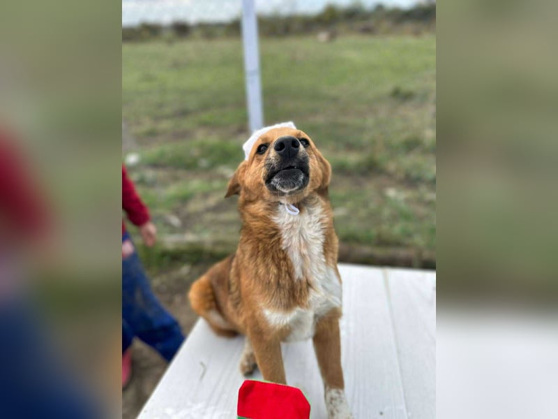 Achtung Zuckerschock! Welpenjunge Moritz