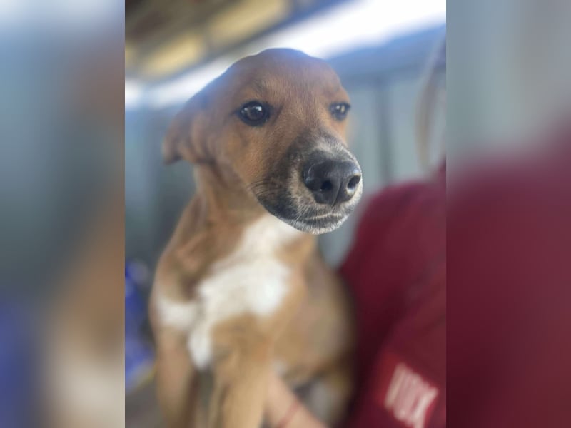 Achtung Zuckerschock! Welpenjunge Moritz