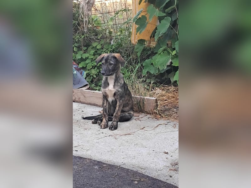 Lara wünscht sich ein Zuhause